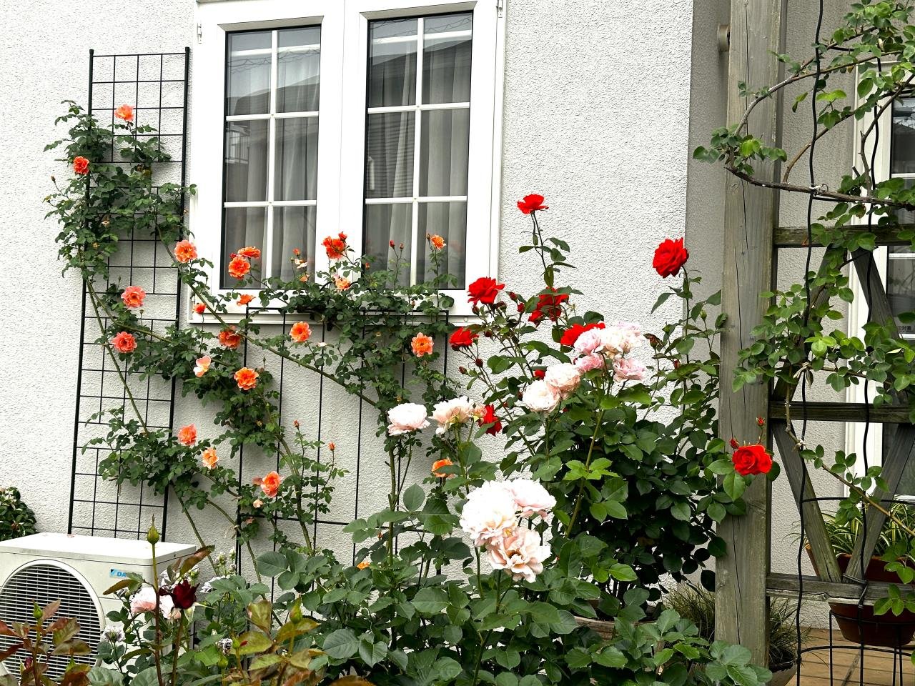 ご近所の薔薇